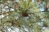 Pinus ponderosa
